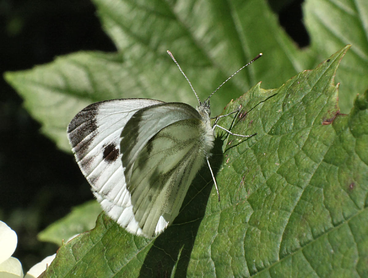 Pieris brassicae ?